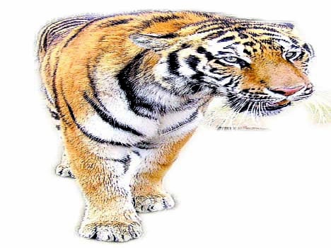 Duneedam path tiger show , panic